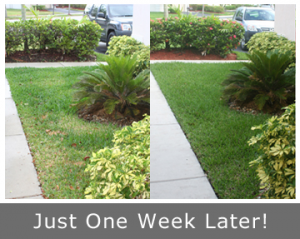 our Gaithersburg Sprinkler Repair team can fix a lawn in a week